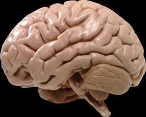 Какую рифму к слову "мозг" можно подобрать?