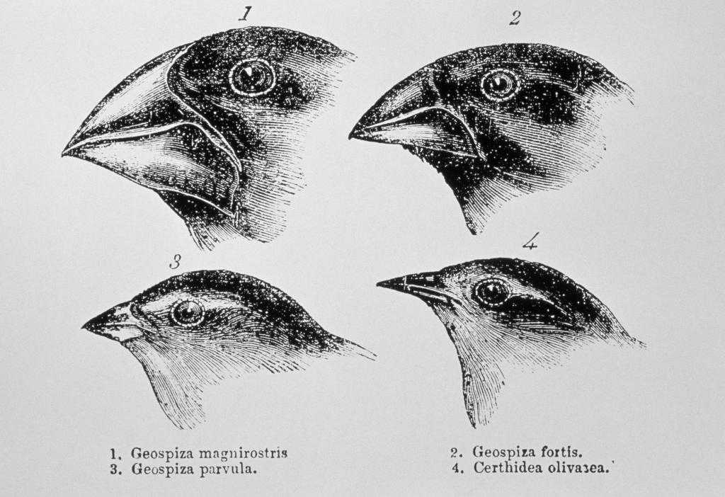 эволюция птичьего клюва
